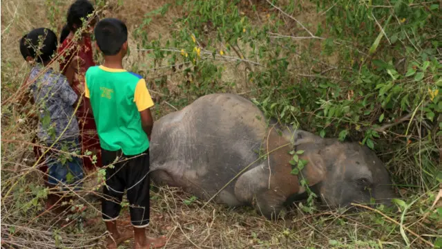 Anak gajah mati di Sri Lanka