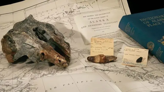 تقریباً 22 سینٹی میٹر لمبے سر کے حصے کا فوسل ماہر ارضیات ڈونلڈ جے ملر نے جنوب مشرقی الاسکا میں دریافت کیا تھا