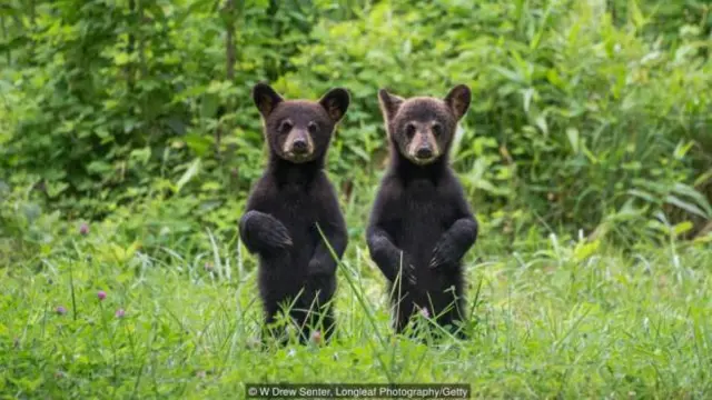 公園裏山林間黑熊出沒（圖片來源：W·德魯·森特 [W Drew Senter]，長葉攝影 [Longleaf Photography]/蓋蒂圖片社）