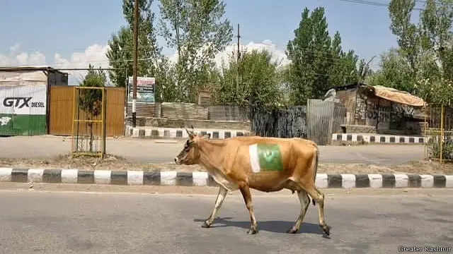 بشکریہ گریٹر کشمیر
یہ تصویر امان فاروق کی ہے۔