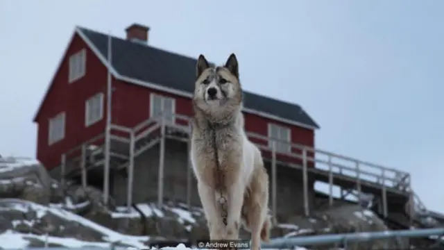 一條雪橇狗在雪地裏放哨(圖片來源:安德魯·埃文斯)