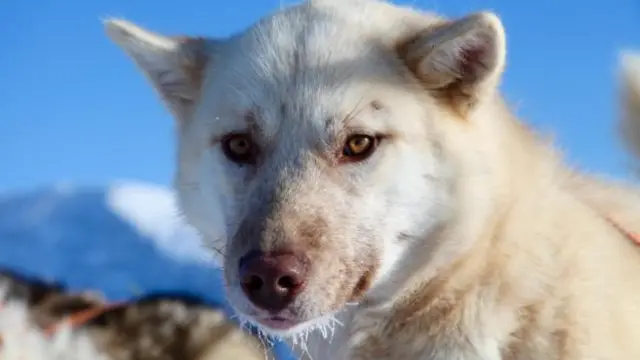 狗拉雪橇是這個地區最常見的交通工具(圖片來源:安德魯·埃文斯)
