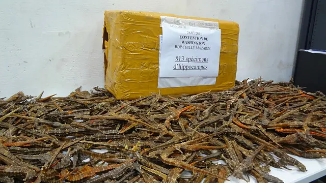 海马被列为濒危灭绝物种，受到《国际濒危野生动植物种国际贸易公约》的保护。