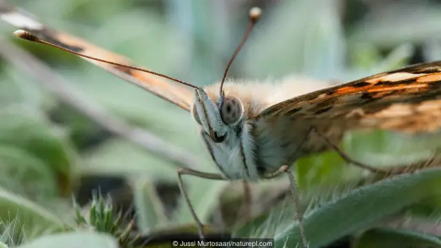 Kupu-kupu painted lady.