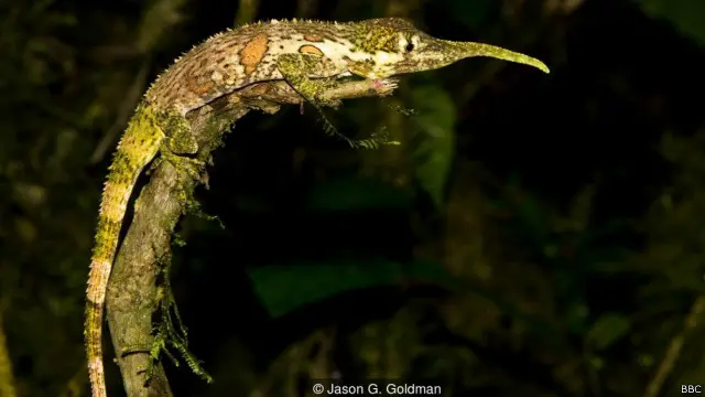 Kadal pinokio sulit ditemukan.