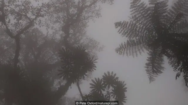Hutan Mindo yang berkabut.