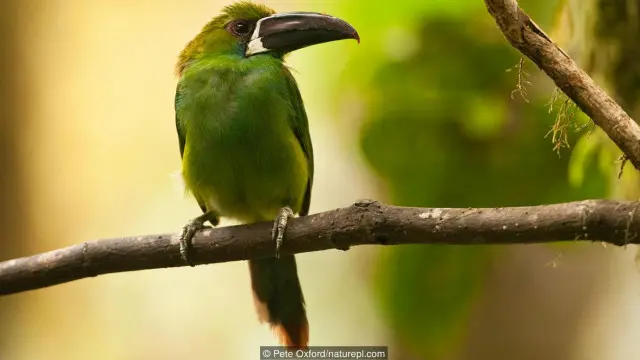 Hutan Mindo terkenal akan burung-burungnya yang beraneka-ragam.