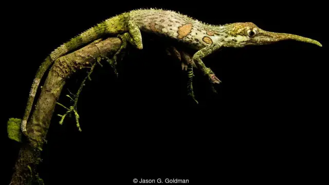 Kadal pinokio sempat dikira punah.