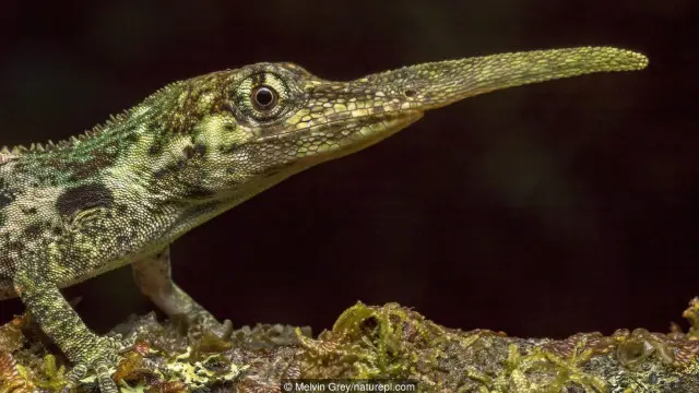 Hanya kadal pinokio jantan yang memiliki hidung panjang.