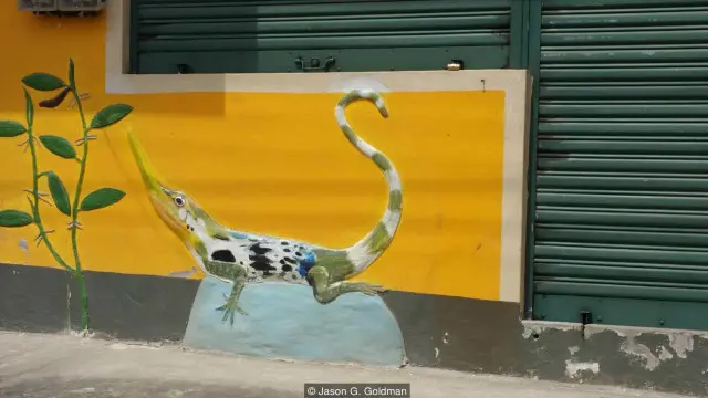 Belakangan, semakin banyak penduduk setempat yang mengetahui tentang kadal pinokio.