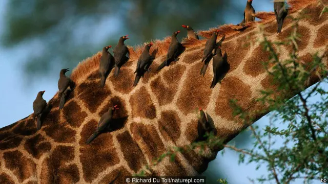 Burung oxpeckers di punggung jerapah.