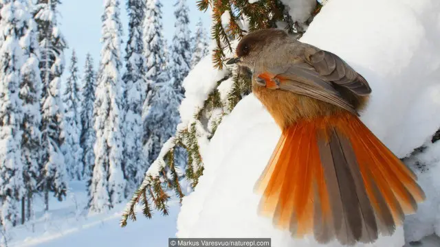 Burung jay siberia memperingatkan yang lain jika ancaman mendekat.