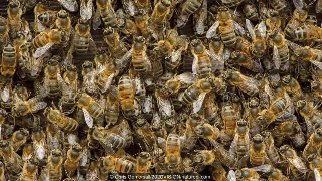 Lebah madu mengorbankan keseluruhan hidup mereka untuk kepentingan ratu dan sarangnya.