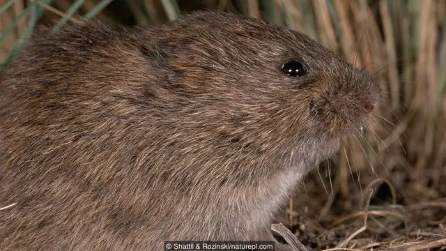 Hewan pengerat Prairie voles saling menenangkan satu sama lain.