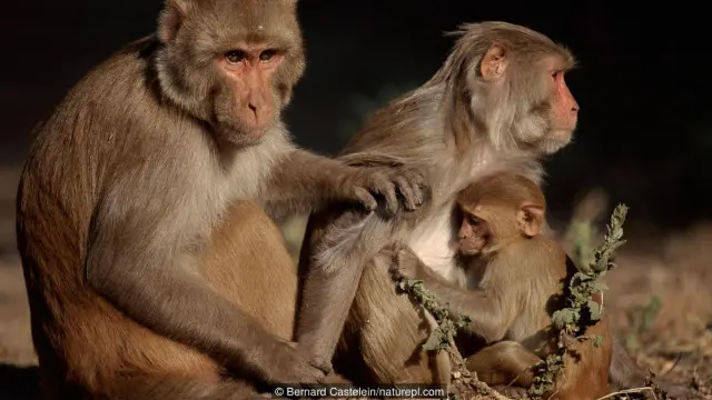 Monyet rhesus kerap berbagi antara satu sama lain.