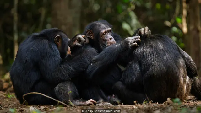 Simpanse mencari kutu rekannya.