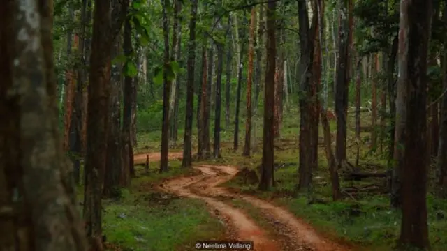 奴隶制废除后，西迪人纷纷逃往印度卡纳塔克邦茂密的丛林（图片来源：尼莉玛·瓦伦吉 [Neelima Vallangi]）