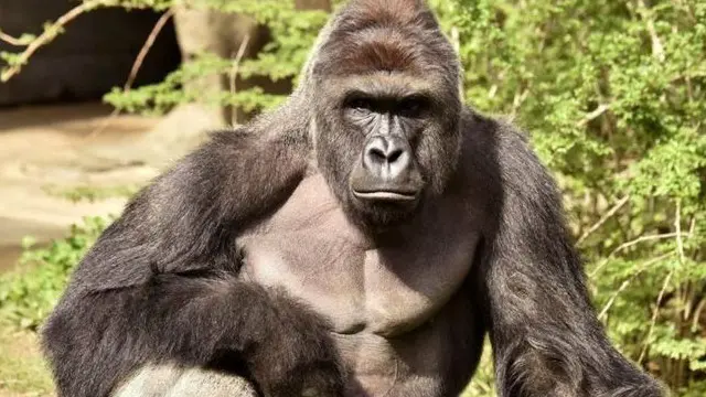 harambe