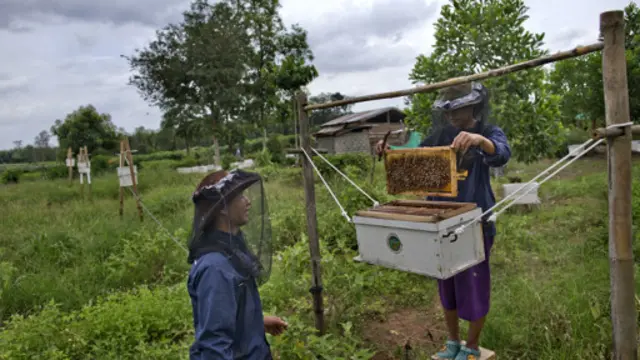 کندوهای عسل از طنابی در اطراف مزرعه آویخته می‌شود