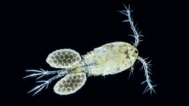 ریزپلاستیک‌ها در بدن رئوپلانکتون‌ها از جمله این موجود آبزی از خانواده پاروپایان دیده می‌شوند