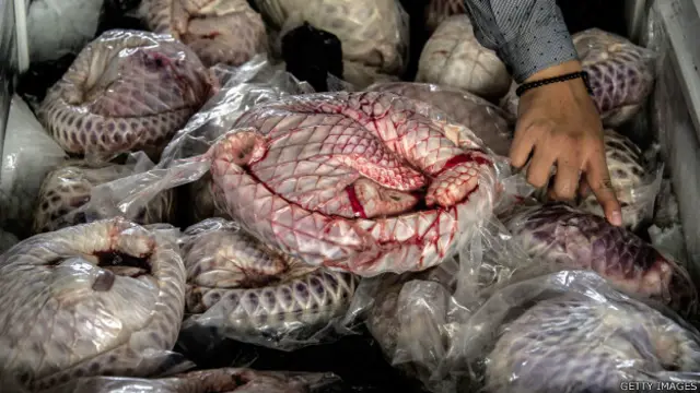 Permintaan trenggiling banyak datang dari Cina; dagingnya dianggap lezat, kulit dan sisiknya untuk obat tradisional.