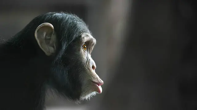 Các loài linh trưởng được cho là đối thủ tiềm năng đáng gờm nhất của con người