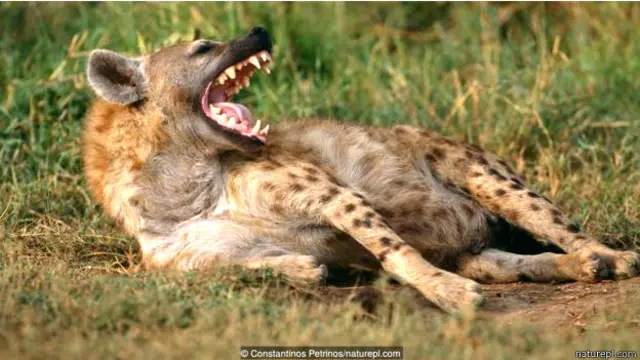 लकड़बग्घा