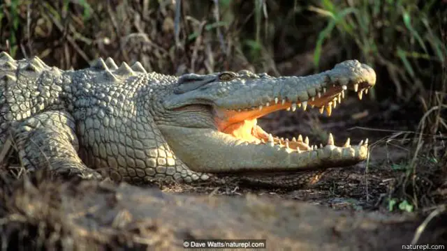 मगरमच्छ