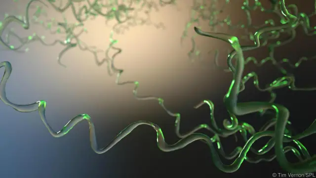 Sifilis dapat menjadi endemik pada komunitas yang tinggal menetap.