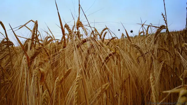 Monogami menjadi hal yang semakin lazim saat pertanian terus berkembang.