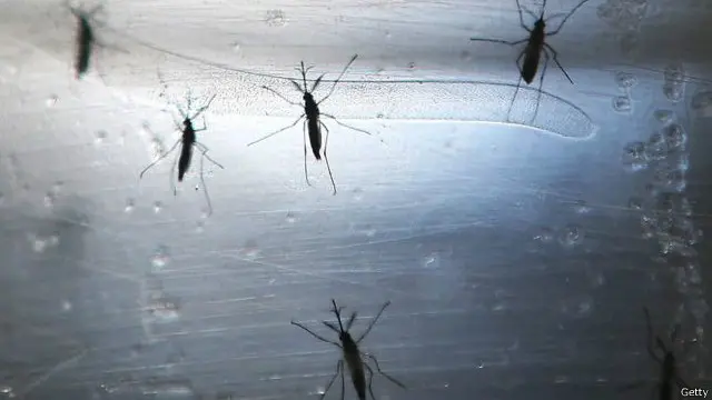 تنقل بعوضة النمر الآسيوية أمراضا خطيرة منها زيكا وحمى الضنك والحمى الصفراء