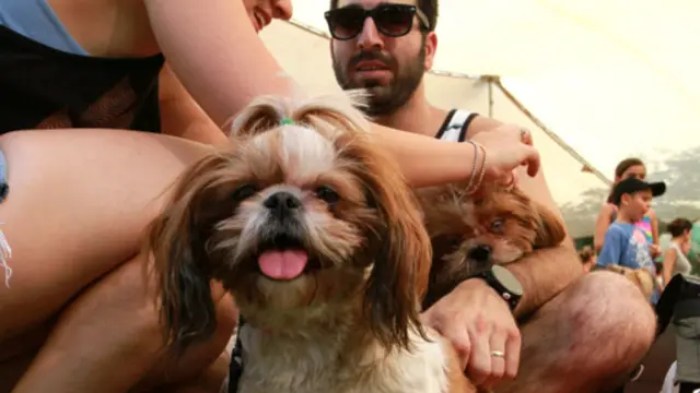 مغز انسان و سگ کلمات را به یک صورت درک می‌کند