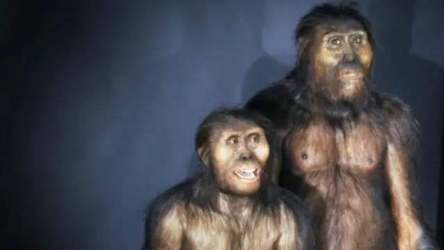 بازنمایی انسانوارهای جنوب عفار، مذکر و مونث