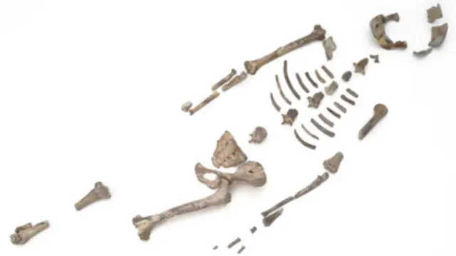 مجموعه استخوانهای لوسی