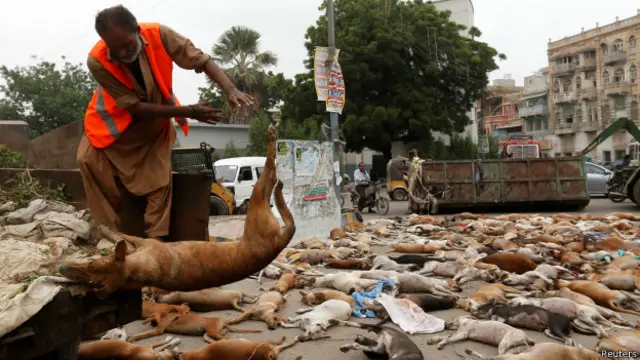 عدالت کو بتایا گیا ہے کہ صرف ضلع کراچی جنوبی میں اگست میں 800 کتوں کو ہلاک کیا گیا