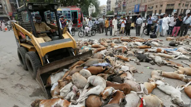 درخواست گذاروں کا کہنا ہے کہ فریقین کی جانب سے شہر میں جس طرح آوارہ کتوں کے لیے وحشیانہ طریقۂ کار اپنایا گیا ہے اس سے انھیں صدمہ پہنچاہے