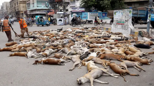 پاکستان اینیمل ویلفیئر سوسائیٹی نے ایک پٹیش کا اجرا کیا جس میں 17,000 لوگوں نے دستخط کر کے آوارہ کتوں کی ہلاکت کا سلسلہ روکنے کا مطالبہ کیا