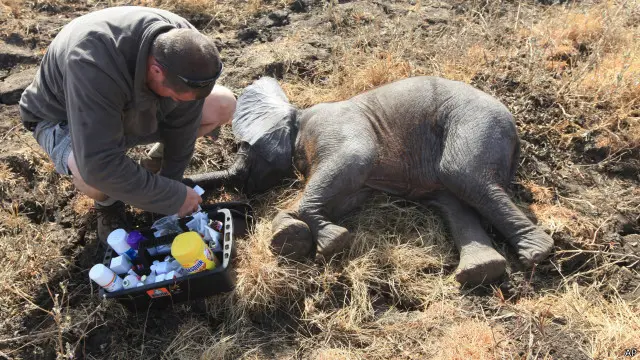 မယ်လာဝီ နိုင်ငံမှာ ဆင်ပေါက် တစ်ကောင်ကို ကျန်းမာရေး စစ်ဆေးစဉ်။