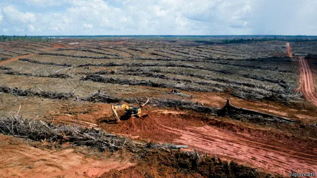 Permintaan global terhadap minyak sawit dan kertas dilaporkan telah memicu perluasan sektor perkebunan yang cepat di Indonesia.