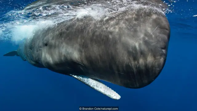 Cá nhà táng (Physeter macrocephalus)