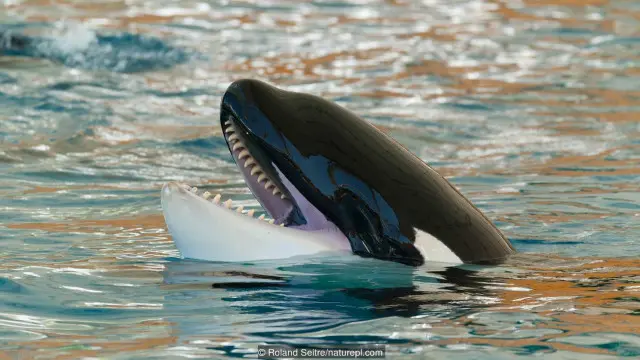 Cá voi sát thủ (Orcinus orca)