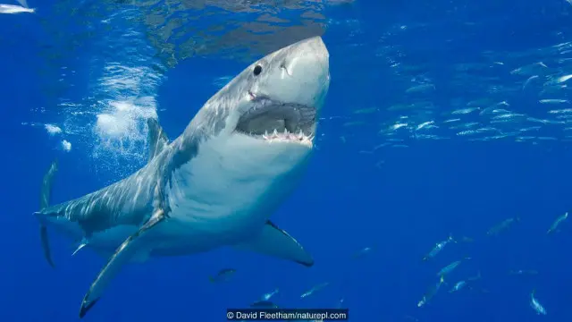 Cá mập trắng khổng lồ (Carcharodon carcharias)