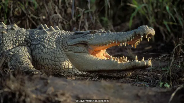 Cá sấu nước mặn (Crocoylus porosus)