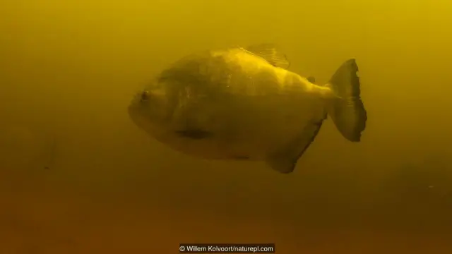 Cá piranha đen (Serrasalmus rhombeus)