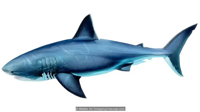 Tạo hình của cá mập Megalodon
