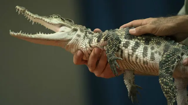 鳄鱼宝宝也可以严重伤人