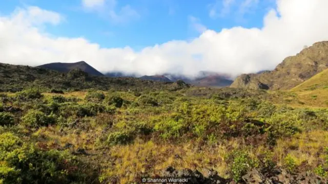 缓步动物在海勒卡拉长满苔藓和地衣的熔岩平原茁壮成长
(图片来源:Shannon Wianecki)