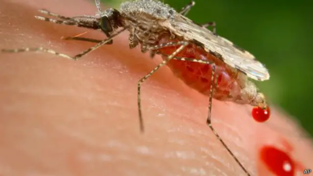 新加坡受寨卡病毒感染的人数已经达到300人