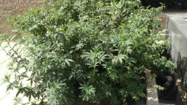 تولید ماریجوانا به شکل گلخانه ای و یا کشت مزرعه ای و حتی تولید خانگی، در سال های اخیر در ایران مرسوم شده است