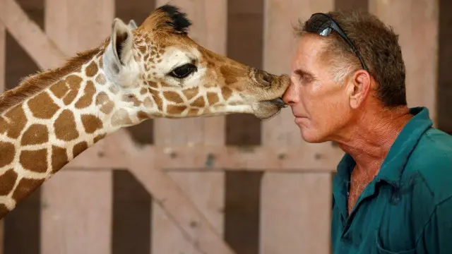 الحارس غاي بير يتلقى قبلة من زرافة عمرها خمس سنوات في حديقة الحيوانات في مدينة رامات غان بالقرب من تل أبيب في إسرائيل.